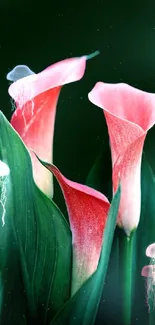 Elegant calla lilies with green leaves on dark green background.