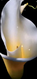 White calla lily against black background with sparkling accents