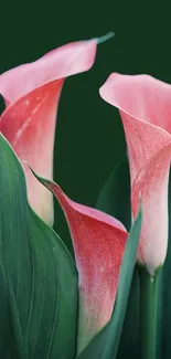 Pink calla lilies against dark green leaves.