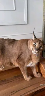 Graceful caracal cat standing on wooden stairs indoors.