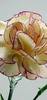 Yellow carnation with purple edges wallpaper for mobile phone.