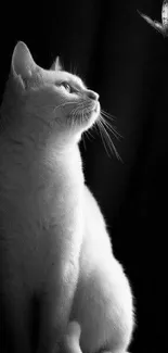 White cat and butterfly in artistic black background.