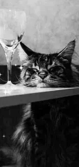 Black and white cat with wine glass wallpaper.