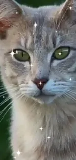 Close-up portrait of a grey cat with striking green eyes.