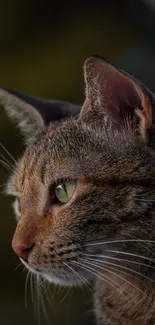 Close-up of a cat with a focused gaze against a dark background.