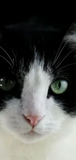 Close-up of a black and white cat with captivating green eyes.