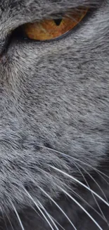 Close-up of a gray cat's face with a golden eye, perfect for mobile wallpaper.