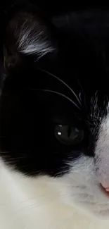 Close-up of a black and white cat in elegant portrait style.