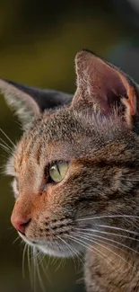 Close-up of a cat with green eyes against an olive green background.