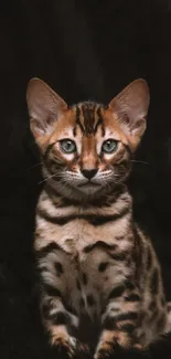 Elegant Bengal kitten portrait on black background.