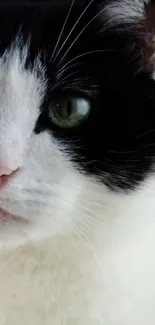 Black and white cat with green eyes close-up portrait.