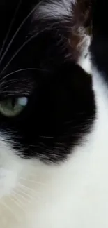 Close-up of a black and white cat with striking green eyes.