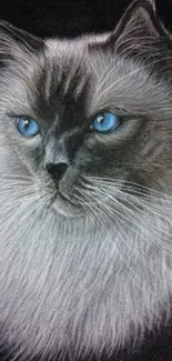 Blue-eyed fluffy cat portrait on a dark background wallpaper.