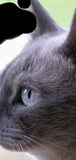 Close-up profile of a gray cat with soft fur and blue eyes.