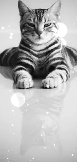 Black and white cat with reflection on white surface, elegant minimalist wallpaper.