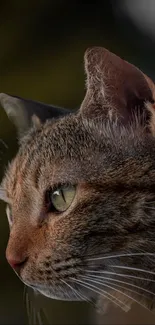 Profile view of a cat with detailed fur and green eye on a brown background.