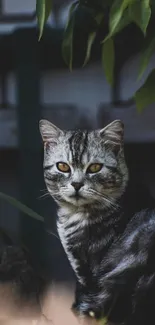 Majestic gray cat with golden eyes in a shadowed garden setting