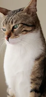 A close-up portrait of a tabby cat with green eyes.