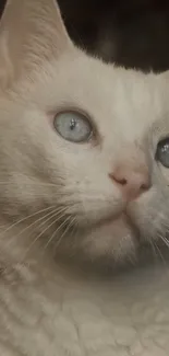 Elegant white cat with blue eyes and soft fur in gentle light.