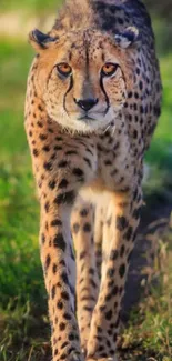 Elegant cheetah standing in green grassland.