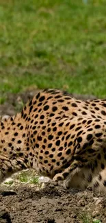 Cheetah gracefully resting on natural terrain with vibrant green backdrop.