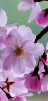 Cherry blossom mobile wallpaper with pink flowers on a green background.