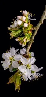 Cherry blossom branch with fresh flowers on black background.