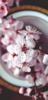 Cherry blossom close-up with soft pink petals in elegant design.