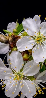 Cherry blossoms with black background, vibrant and elegant design.