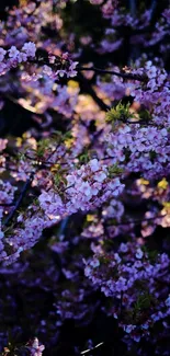 Mobile wallpaper of blooming cherry blossoms with a purple hue.