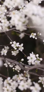 Elegant cherry blossom branches with white flowers on a dark background.