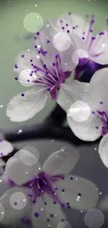 Cherry blossom wallpaper with lavender petals on a soft focus background.