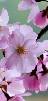 Elegant cherry blossoms on a branch with a soft blurred background.