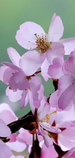 Beautiful cherry blossoms in soft pink hues, perfect for a mobile background.