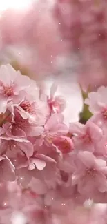 Delicate pink cherry blossoms captured in soft focus with serene floral background.