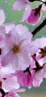 Delicate cherry blossoms with a soft pink glow set against a green backdrop.