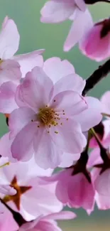 Pink cherry blossoms on a branch, soft background.