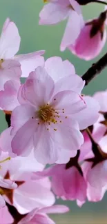 Cherry blossom wallpaper with pink blooms and green background.