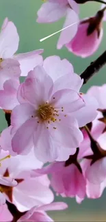 Cherry blossoms with pink petals on a branch in full bloom.