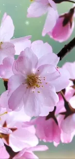 Pink cherry blossoms on a branch against a soft green background.