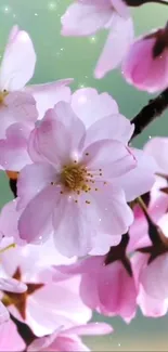 Beautiful cherry blossoms in pink hues on a mobile wallpaper.