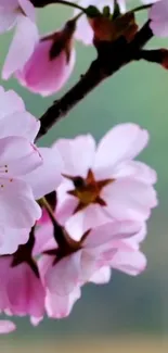 Cherry blossoms on branch, pink petals close-up.