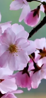 Beautiful cherry blossom mobile wallpaper in pink and white.