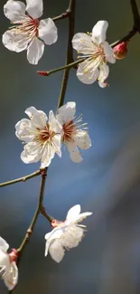 Cherry blossom branches with white flowers on a dark blue background.