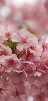 Cherry blossoms in full bloom with soft pink petals against a blurred background.