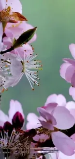 Cherry blossom wallpaper with soft pink flowers and green background.