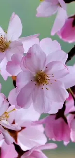 Cherry blossoms in full bloom with pink petals.