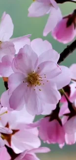 Cherry blossoms with pink and white petals on a branch.