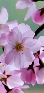 Cherry blossom wallpaper with pink flowers.