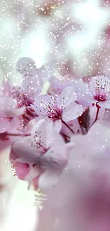 Mobile wallpaper of delicate cherry blossoms with a soft focus.